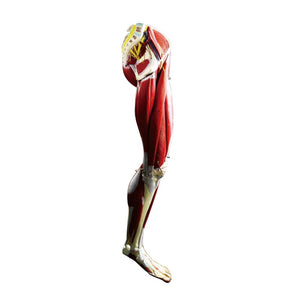 Muscular Model-Muscle of Human Leg-13 Parts-Sciedu-Size(CM): 113x25x16 | ABC Books