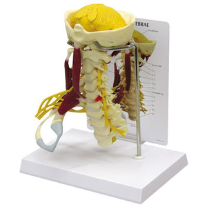 Bone Model-Deluxe Muscled Cervical- GPI (CM):28x22x15 | ABC Books