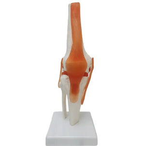 Bone Model-Human Knee Joint- Sciedu (CM): 30x12x12 | ABC Books