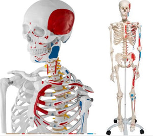 Bone Model- 175CM- Model of Human Skeleton Left Painted-Sciedu (CM- ):175x40x24 | ABC Books