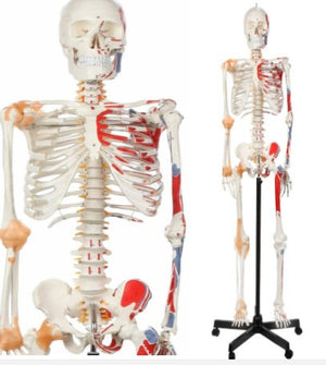 Bone Model- 175CM- Skeleton with Muscles and Ligaments-Sciedu (CM- ):175x40x24 | ABC Books