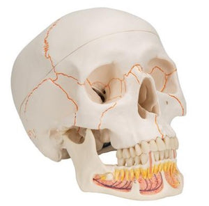 Bone Model-Classic Human Bone Model with Opened Lower Jaw, 3 Part-3B Scientific (CM) 19x15x13 | ABC Books