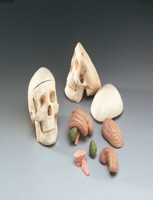 Bone Model-Brain Mode-Miniature Skull with 8-Part Brainl-All 11 Parts-Anatomical (CM) 12x11x8 | ABC Books