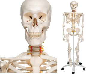 Bone Model- 175CM- Human Bone Model- Stan-3B Smart Anatomy-3B Scientific-(CM- ):175x40x24 | ABC Books