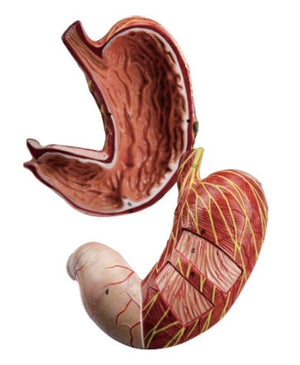 Digestive Model-3D Stomach, Pancreas Model Two Parts-Sciedu (CM):24x18x12 | ABC Books