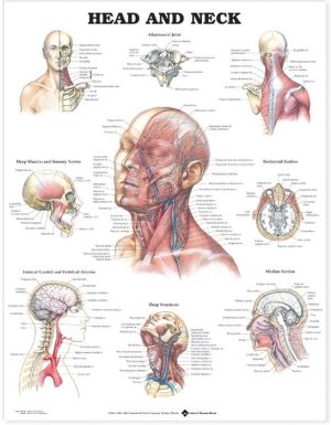 Head and Neck Anatomical Chart | ABC Books