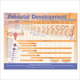 Prenatal Development Anatomical Chart | ABC Books