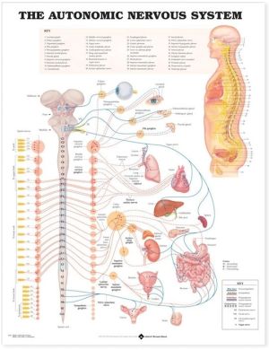 The Autonomic Nervous System Anatomical Chart | ABC Books