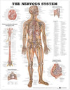 The Nervous System Anatomical Chart | ABC Books