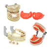 Dentistry Model-Periodontal Model-Sciedu(CM):12x8x6 | ABC Books