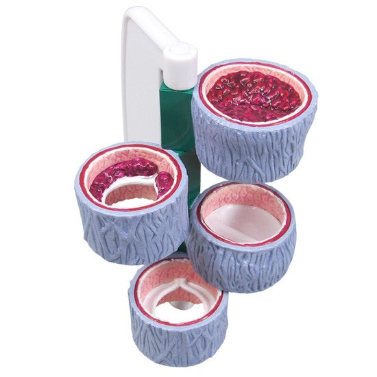Thoracic Model-4-Piece Vein-GPI-Size(CM): 11x9x6