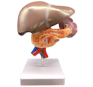 Digestive Model-Human Liver Pancreas and Duodenum-Size(CM): 27x17x17 | ABC Books