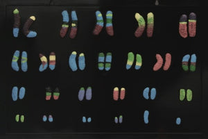 Genetics Model-Model of Human Chromosome-Sciedu-(CM): 60x40x2 | ABC Books