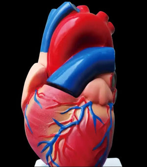 Thoracic Model-Heart Model one To one-2 Part-Ningbo-Size(CM): 17x13x10 | ABC Books