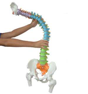 Bone Model-Didactic Vertebral Column with Pelvis and Femur Heads-Life Size-Sciedu (CM) 87x34x30 | ABC Books