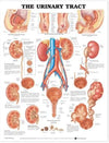 The Urinary Tract Chart | ABC Books