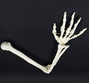 Bone Model-Life-Size Upper Extremity-3B Scientific(CM) 62x6x4 | ABC Books