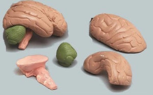 Brain Mode-MR THRIFTY Brain-8-Part-Anatomical (CM) 9x7x6 | ABC Books