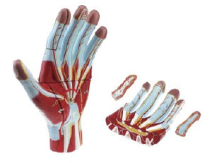 Hand Model-Anat Model of Palm-Sciedu(CM):38x26x8 | ABC Books