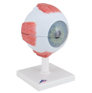 Eye Model-Human Eye Model, 5 Times Full- Size, 6 Part-3B-Size(CM): 21x14x13 | ABC Books