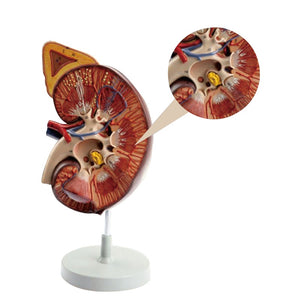 Urology Model- Kidney with Adrenal Gland,3 Times of Life Size- Sciedu-Size(CM): 35x19x16 | ABC Books