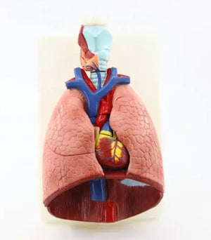 Thoracic Model-Human Thoracic Organs-Sciedu-Size(CM): 113x25x16 | ABC Books