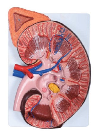 Urology Model- Enlarged Urology Model- Sciedu-Size(CM): 27x20x11
