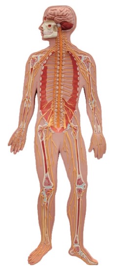 Nervous System Model-Nervous System-Sciedu-Size(CM): 90x30x6 | ABC Books