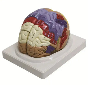 Brain Model-2 Times Magnification of 9 Parts of Brain Anatomical Model-Sciedu-(CM):27x21x17 | ABC Books