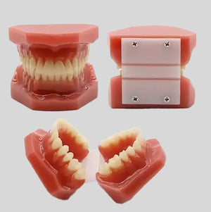 Dentistry Model-Human Teeth Model-Sciedu(CM):12x8x6 | ABC Books