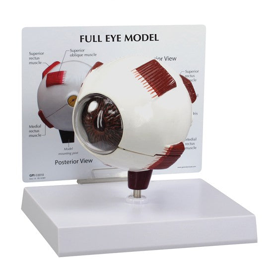 Eye Model-Full Eye Model-3B-Size(CM): 17x14x13