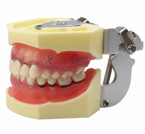 Dentistry Model-Dental Teeth Periodontal Model l-Sciedu(CM):11x8x6 | ABC Books