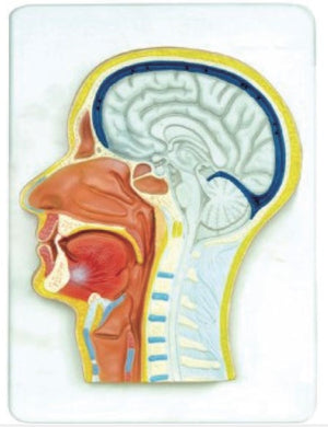 Head Model-Median and Frontal Section of The Head-Sciedu(CM):34x23x6 | ABC Books