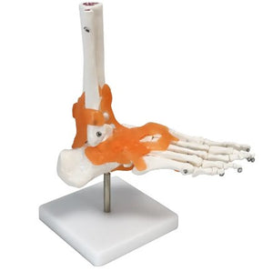 Bone Model-Model of Human Foot-Sciedu (CM):25x21x12 | ABC Books