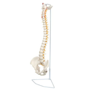 Bone Model-Vertebral Model-Human Vertebral Column and Pelvis-Life Size-Sciedu (CM) 87x34x30 | ABC Books