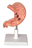 Digestive Model-Human Stomach Model-Sciedu (CM):15x10x10 | ABC Books