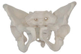 Bone Model-Adult Female Pelvis-Sciedu-Size(CM):25x22x28 | ABC Books