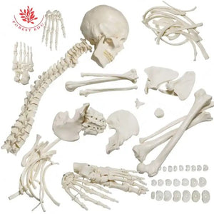 Bone Model- 175CM- Disarticulated Skeleton with Skull.-Sciedu (CM- ):175x40x24 | ABC Books