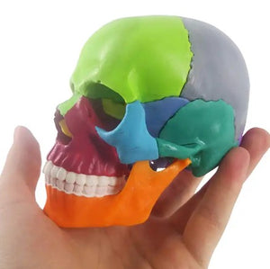 Bone Model-Human Skull-Miniature-Didactic Colored-2 Parts-Sciedu (CM) 12x11x8 | ABC Books