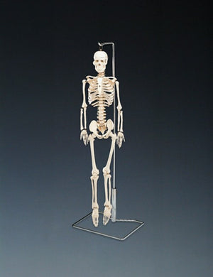 Bone Model- 80CM- Flexible Mr. Thrifty Skeleton with Spinal Nerves-Anatomical (CM- ):85x18x15 | ABC Books