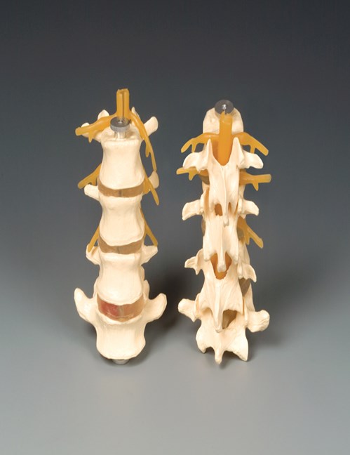 Bone Model-Vertebrae-Budget Four-Part Lumbar-Anatomical-Size(CM): 16x9x8