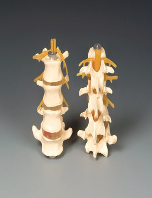 Bone Model-Budget Four-Part Lumbar-Anatomical-Size(CM): 16x9x8 | ABC Books