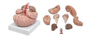 Brain Model-Brain with Arteries. Divided Into 9 Parts All Structures, Including Blood Vessels-Sciedu-(CM):15x16x17 | ABC Books
