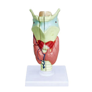 ENT Model-Human Larynx-Size(CM):15x15x35 | ABC Books