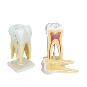 Dentistry Model-Giant Molar L-2 Part-Sciedu (CM):24x13x12 | ABC Books