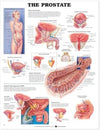 The Prostate Anatomical Chart** | ABC Books