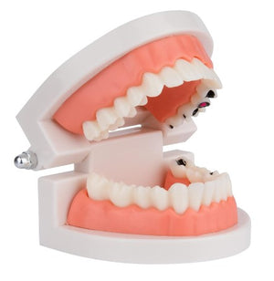 Dentistry Model-Tooth Hygiene-Sciedu(CM):9x8x6 CM | ABC Books