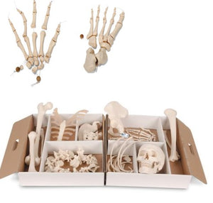 Bone Model-175CM-Disarticulated Half Human Skeleton Model, Loosely Articulated Hand & Foot- 3B Smart Anatomy | ABC Books