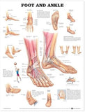 Foot and Ankle Chart | ABC Books