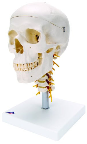 Bone Model-Human Bone Model on Cervical Spine, 4 Part-3B Scientific (CM) 32x21x18 | ABC Books